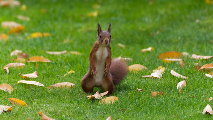squirrel in the grass