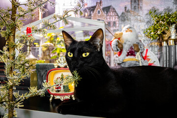 Black cat with Christmas decorations