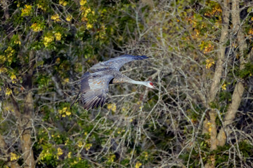 The Sandhill crane (Antigone canadensis) in flight
