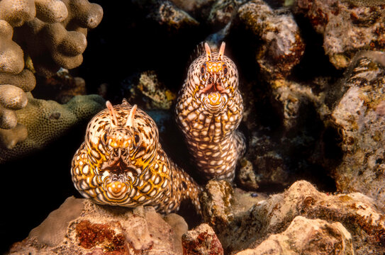 Close-up portrait of a pair of dragon moray eels (Enchelycore pardalis) off the island of Maui; Hawaii, United States of America