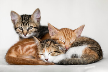 Portrait of three little adorable kittens (red, tricolor and gray) sleeping together on blanket