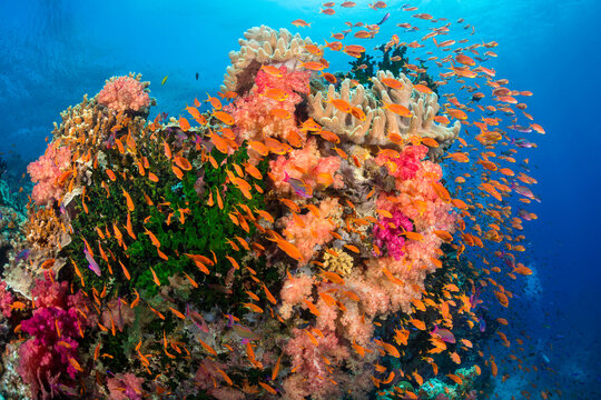 Alconarian and leather coral with schooling anthias dominate this colorful, Fijian reef scene; Fiji
