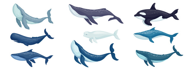 Set of marine mammals.Cartoon vector graphics.