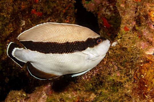 Portrait of a bandit angelfish (Holacanthus arcuatus) found only in Hawaii. In the angelfish family thier color pattern is unique and resembles no other of this genus; Hawaii, United States of America