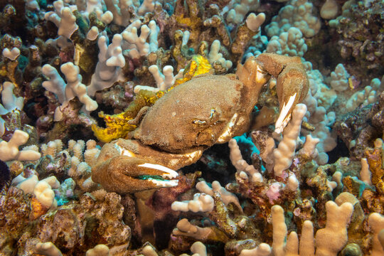 This species of sponge crab (Dromia dormia) is the largest of this family and is pictured carrying a yellow sponge; Hawaii, United States of America