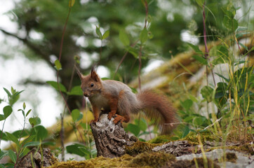 red squirrel on a tree