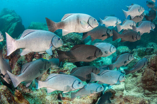 The dusky chub or porgy (Girella freminvillei) is endemic and found throughout the Galapagos Archipelago, Ecuador; Pacific Ocean, Province of Ecuador, Galapagos Islands