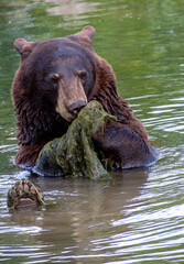brown bear in water is fishing