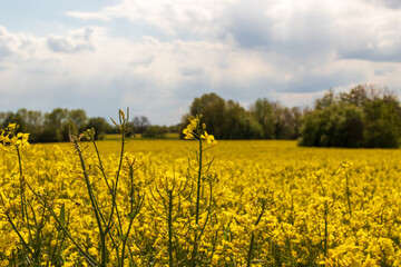 Fototapeta na wymiar Landscape of a rapeseed field under the sunlight and a cloudy sky