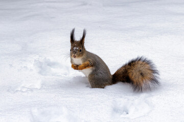 Naklejka na ściany i meble Forest red squirrel with a fluffy tail on white snow in winter time.