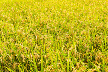 Rice crop soon to be harvest in the paddy field of Taiwan.
