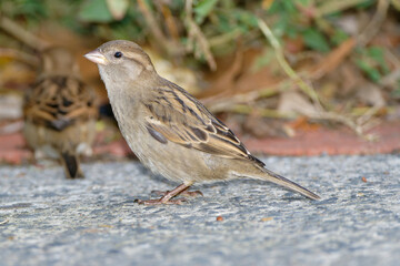 Sparrow on ground eating cat feed.