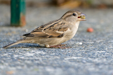 Sparrow on ground eating cat feed.