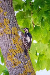 Female Syrian woodpecker, Dendrocopos syriacus, sits on a tree trunk.