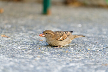 Sparrow on ground eating cat feed.