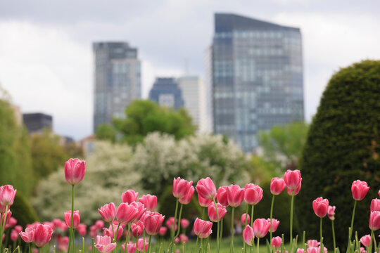 Pink tulips in bloom in the foreground with residential condominium buildings in the background