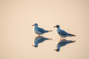 Flock of Seagulls, The European herring gull, swims on the calm lake shore in sunset