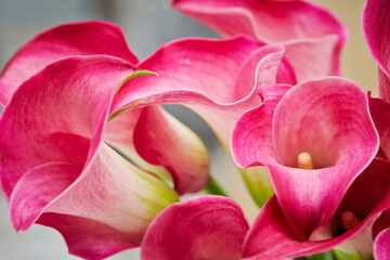 close up of pink Calla