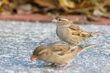 Sparrow on ground eating cat feed.