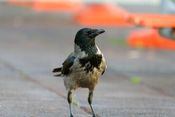 crow on the ground