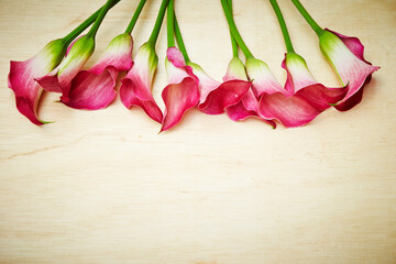 pink calla on wooden background