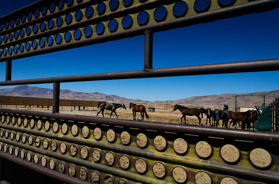 View through fence of wild horses at a facility where they are cared for until adopted; Nevada, United States of America