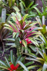 tropical plant from colombia, green and red, with mold , Flower