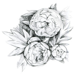 Hand drawn flowers, black and white pencil drawing of peonies, 600 dpi png illustration, transparent background, floral, botanical, nature, clip art, clipart 