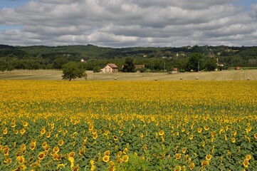 sun flower field