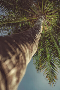 Low angle view looking up at trunk of a coconut palm tree (Cocos nucifera) at Kihei; Maui, Hawaii, United States of America