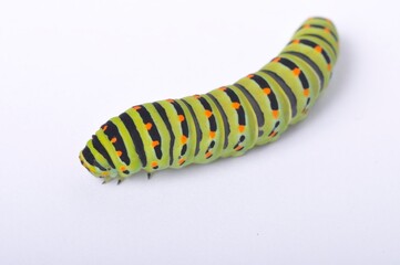 Swallowtail caterpillar on a white backgroung