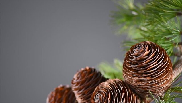 Cedar tree, Deodar branch with cones isolated on grey background. Beautiful border art design. Close up Evergreen Christmas tree over gray, backdrop. Slow motion