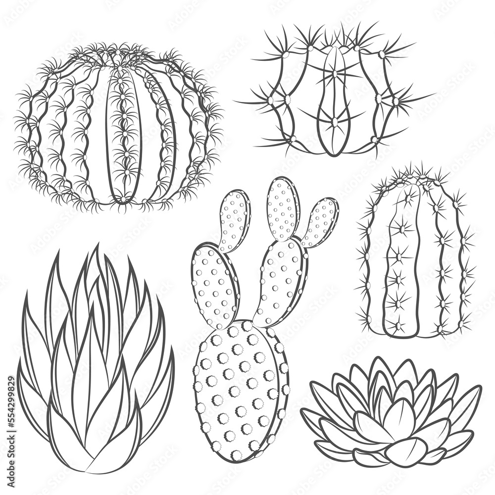 Poster set of black and white illustrations with cactus and succulent. isolated vector objects on a white b