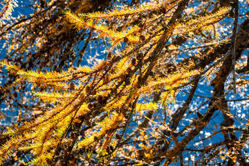 Yellow needles and cones of a larch tree against a blue background