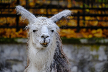 Portrait old lama with long ears.