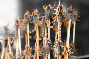 Skewered scorpions ready for consumption, a delicacy in some cultures, suitable for an exotic...