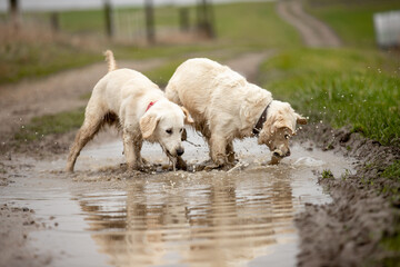 Two Labrador dogs run across a green field and play in a puddle