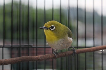 Zosterop or Oriental White Eyes Bird Perched on a Branch