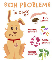 Dog skin problems. Horizontal illustration. Graphic design