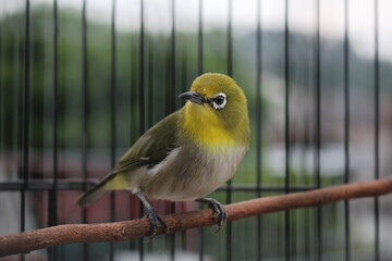 Zosterop or Oriental White Eyes Bird Perched on a Branch