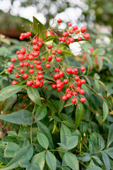 Obraz premium Heaven bamboo red bush fruit. Japon garden.