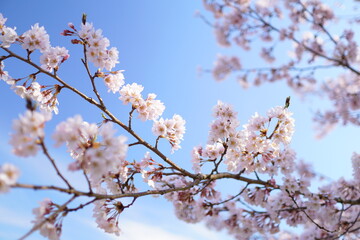 青空と桜の枝のアップ