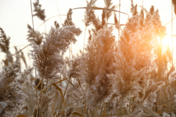 Stalks of dry reeds background sunset.