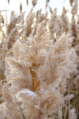 Abstract background reeds frosty winter morning.