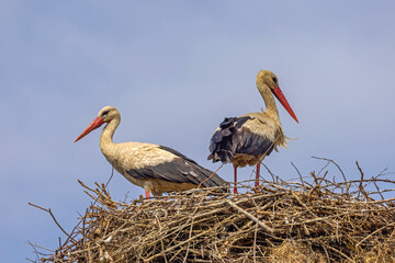 White Storks Pair