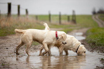 Two Labrador dogs run across a green field and play in a puddle