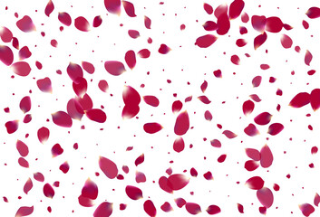 Pink Cherry Japan Vector White Background. Beauty