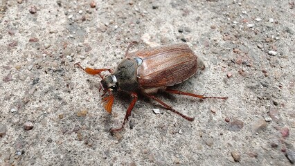 A chafer (Melolontha) crawls on the concrete pavement among small pebbles
