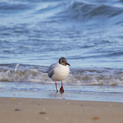 Gabbiani in riva al mare - Francavilla al Mare / Chieti