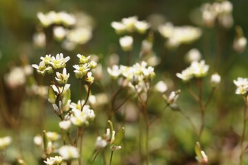 white flowers 